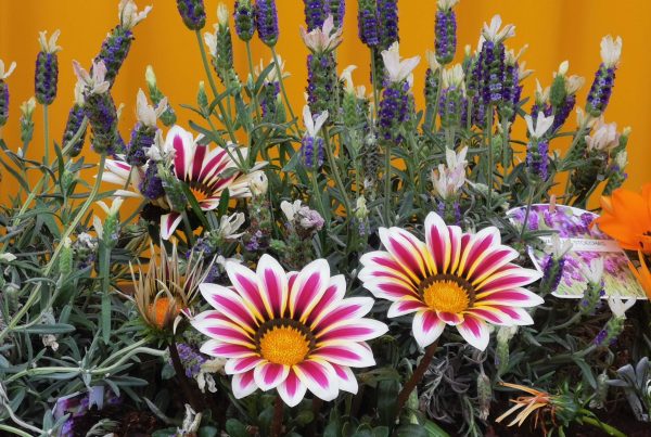 Gazania flowers at KUBOO