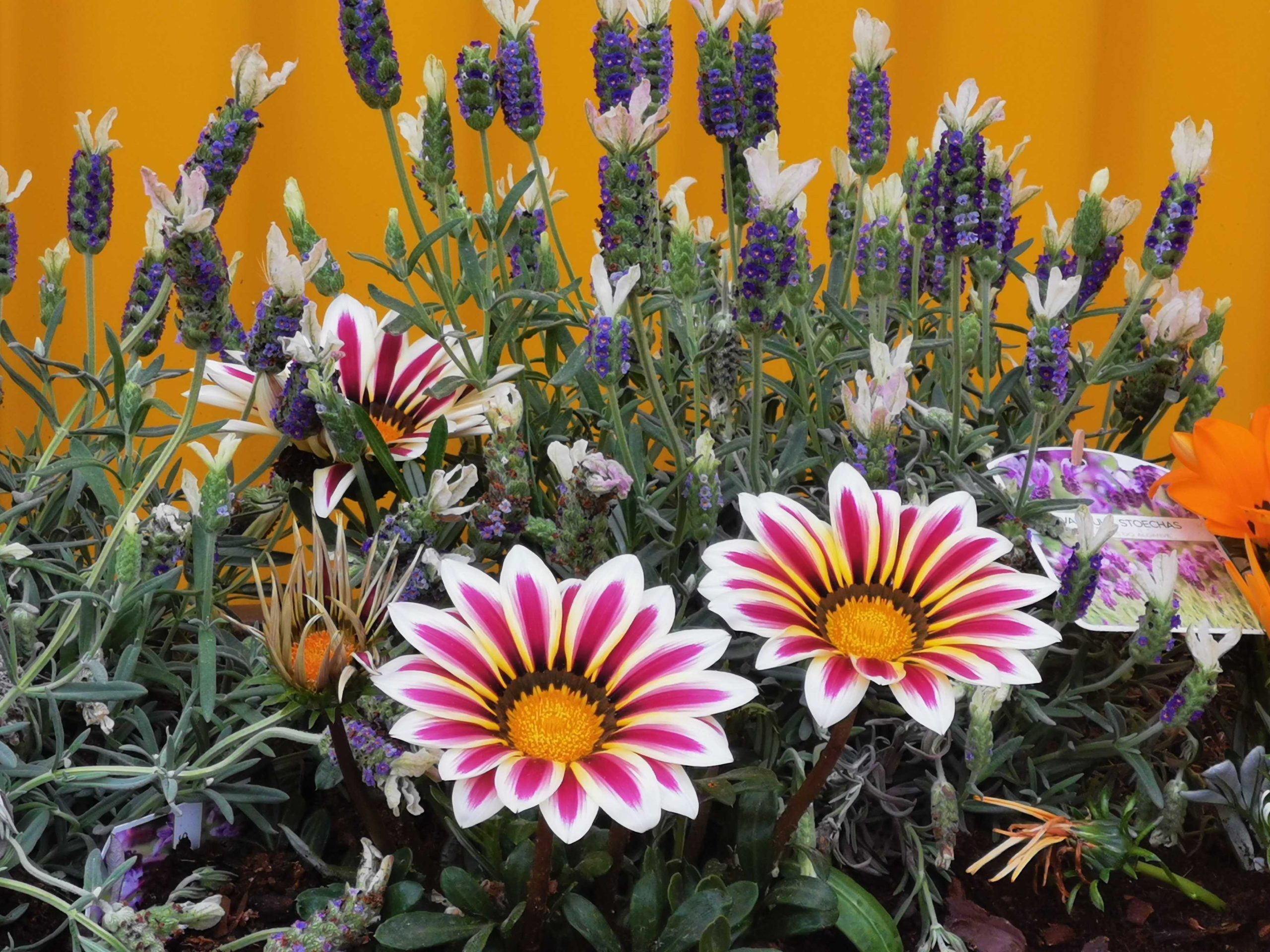 Gazania flowers at KUBOO