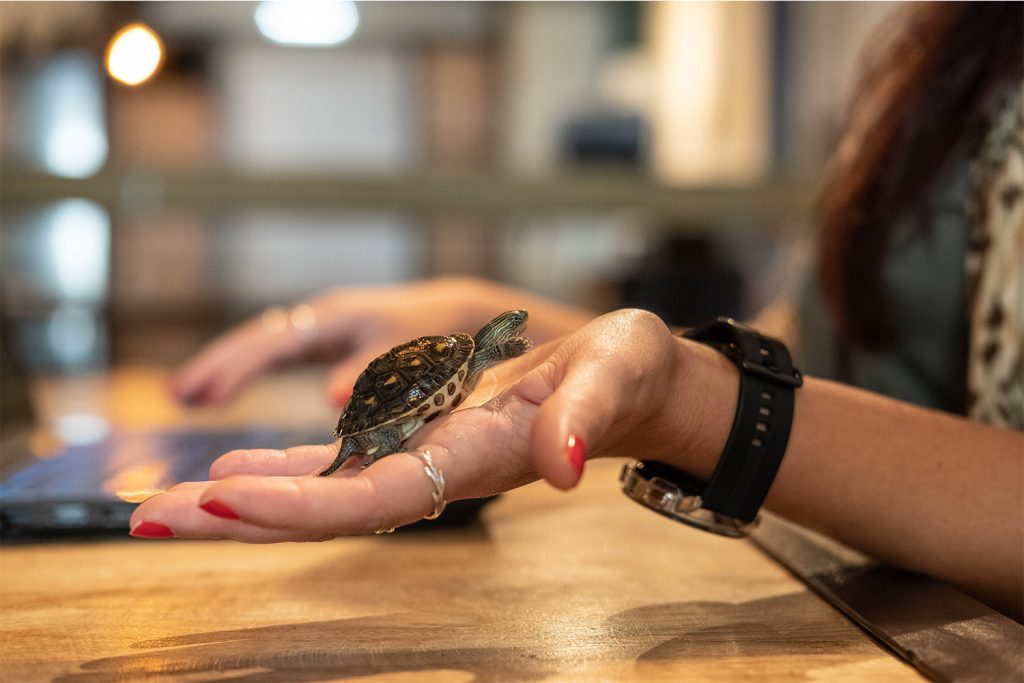 pet turtle on a kuboodista's hand