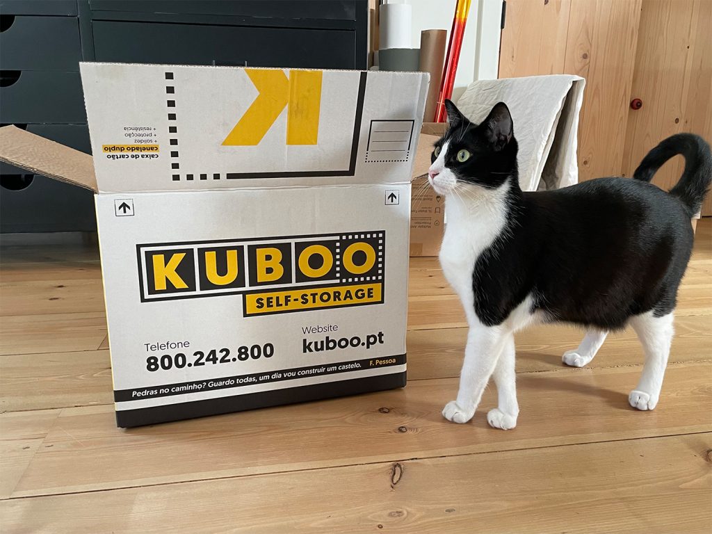 cat next to a kuboo box