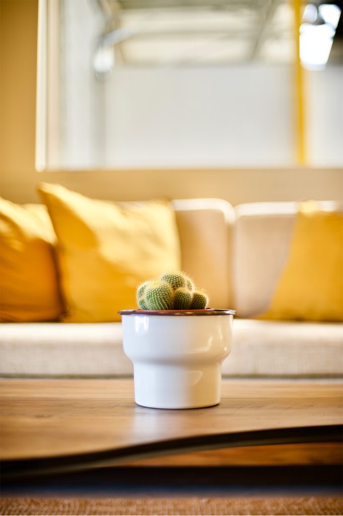 VASO COM CATO NA MESA DA RECEÇÃO DA KUBOO SEIXAL