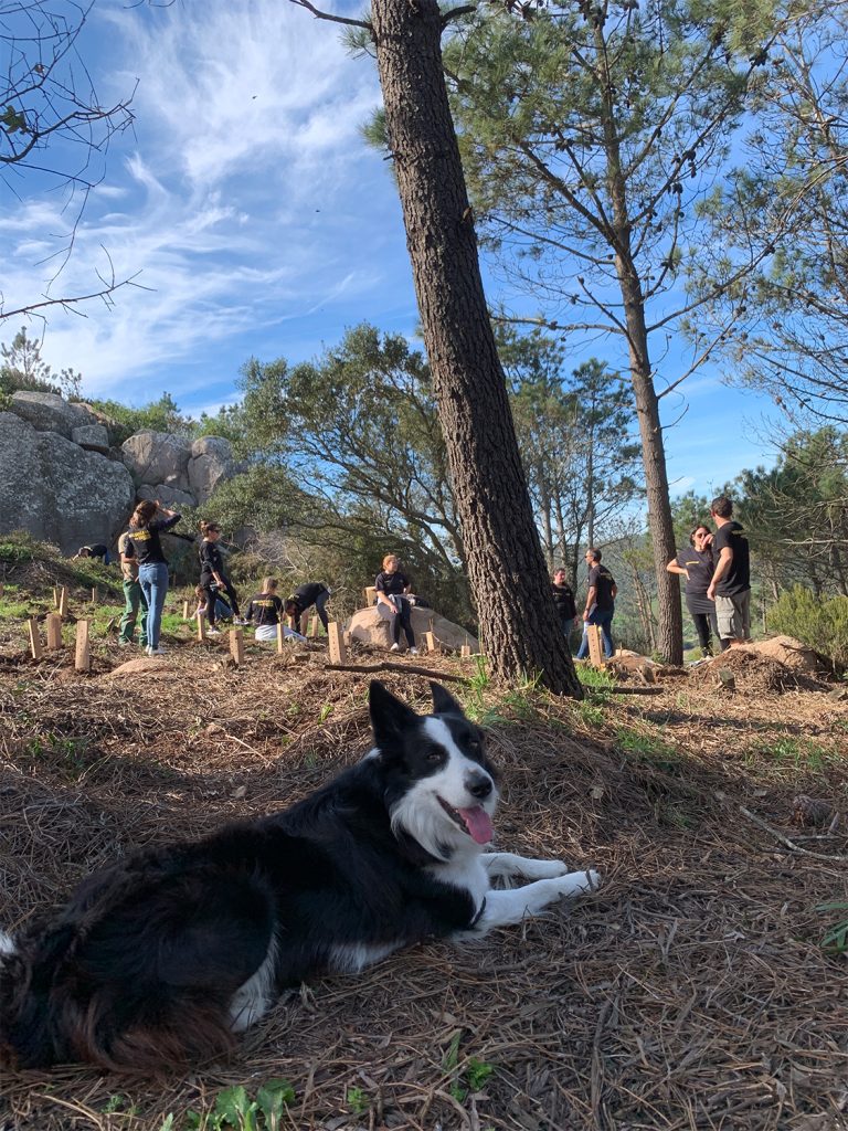 dog with the kuboo team during tree plantation