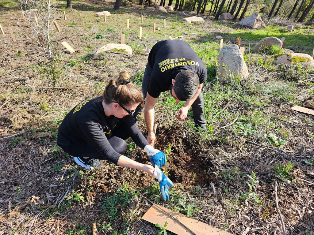 kuboodistas planting a native tree